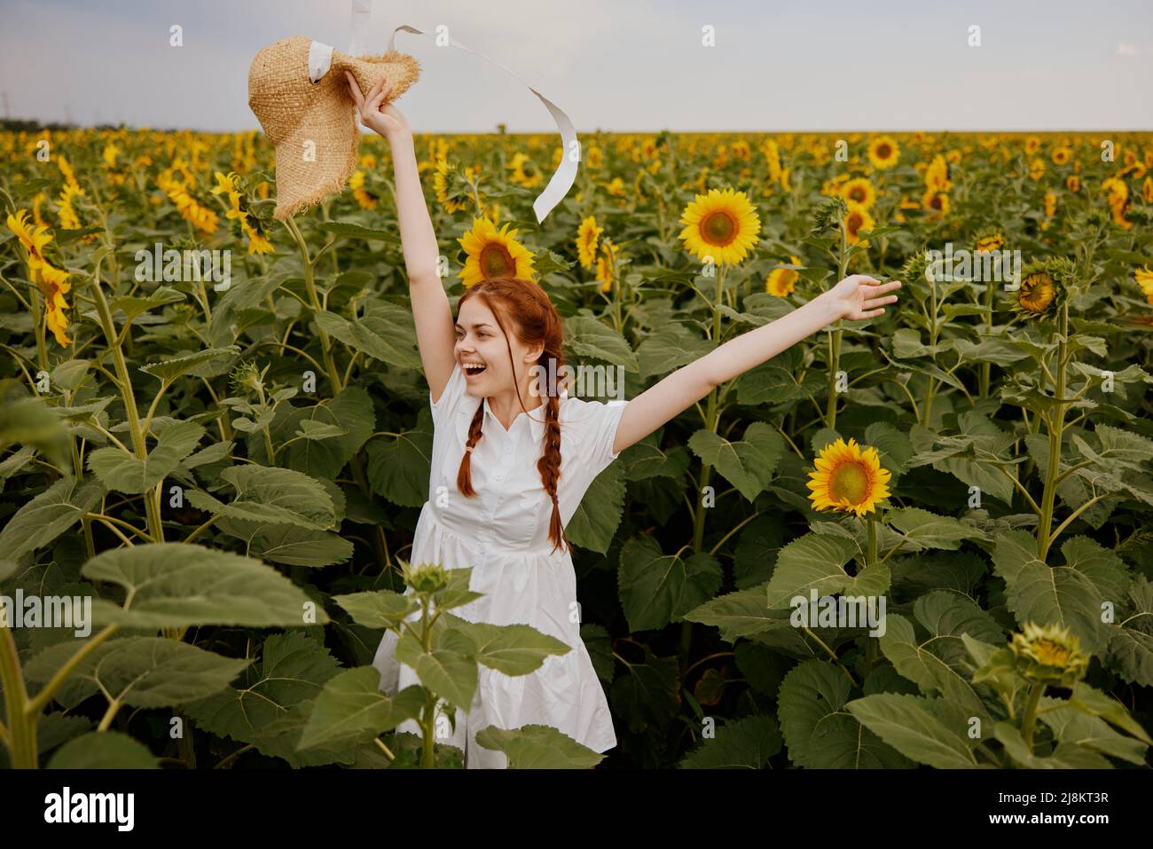 woman portrait in a straw hat in a white dress a field of sunflowers ...