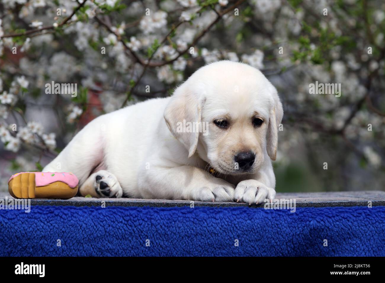 a yellow labrador puppy on the blue background portrait Stock Photo - Alamy