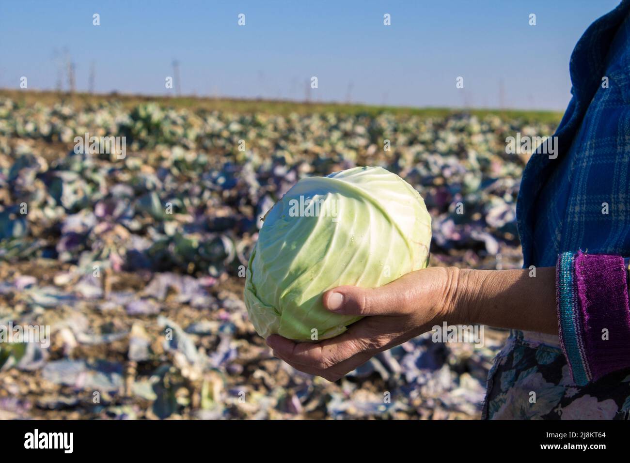 cabbage in hands Stock Photo Alamy