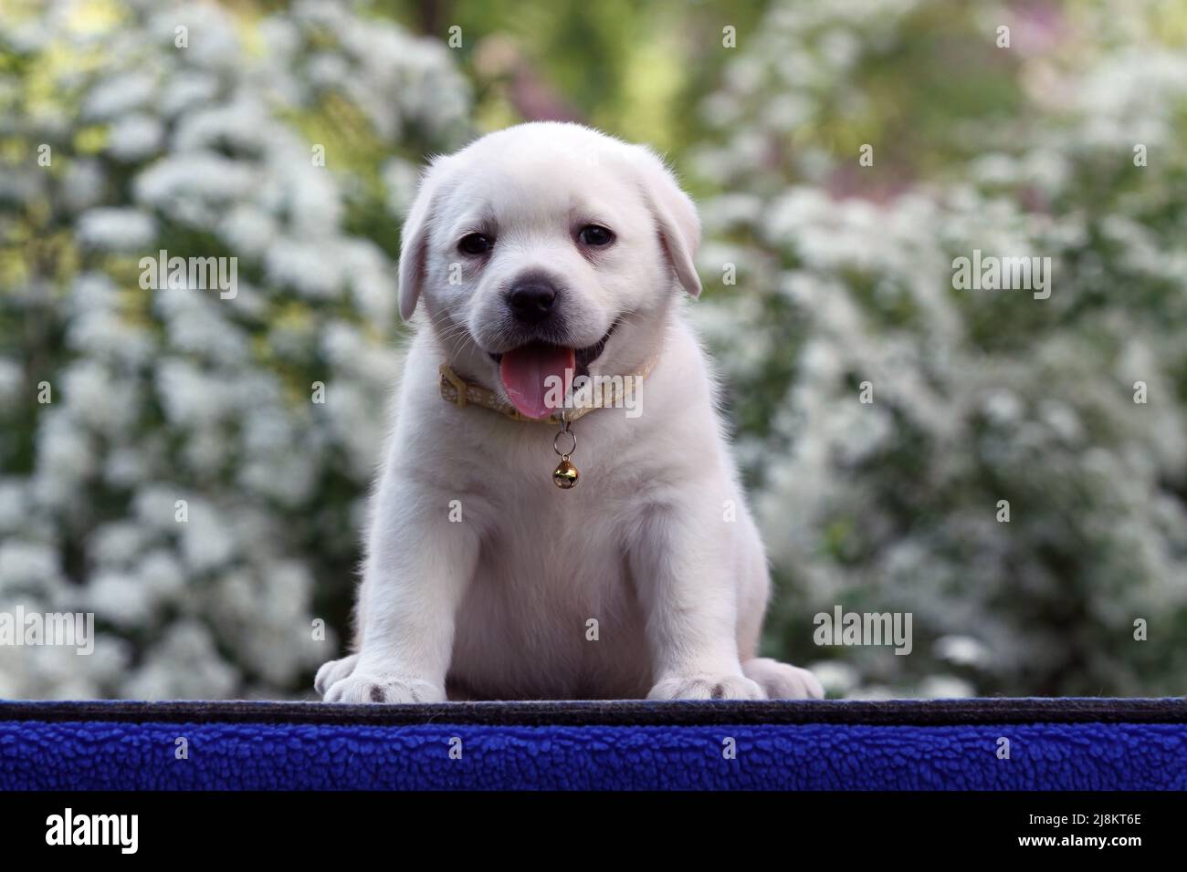nice yellow labrador puppy on the blue background portrait Stock Photo ...