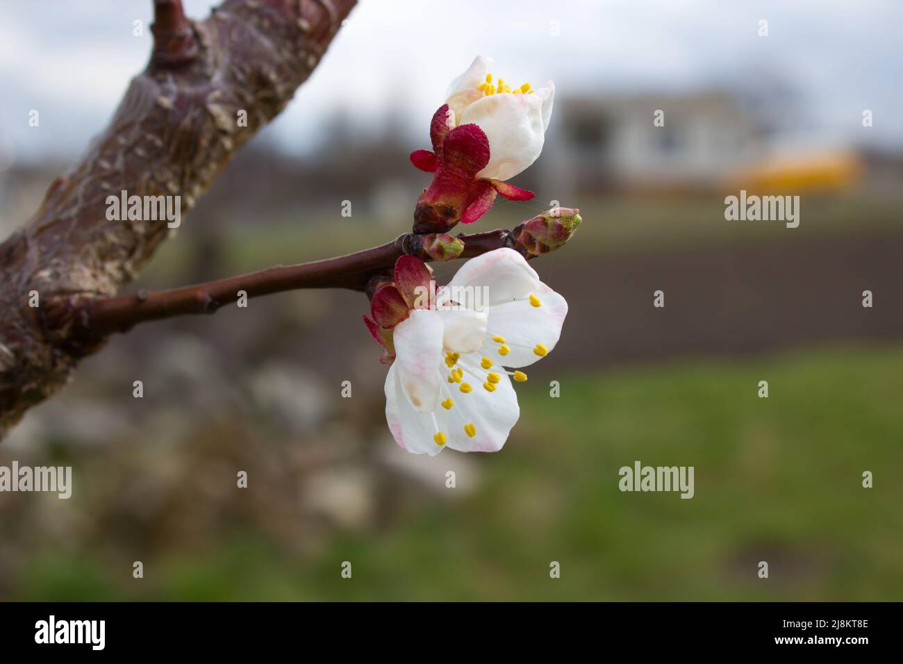 Apricot peach flowers hires stock photography and images Alamy