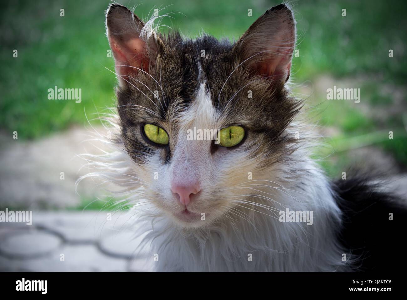 cat tramp Stock Photo