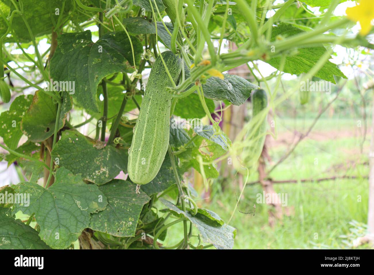 tasty and healthy fresh cucumber on tree in farm for harvest Stock Photo Alamy