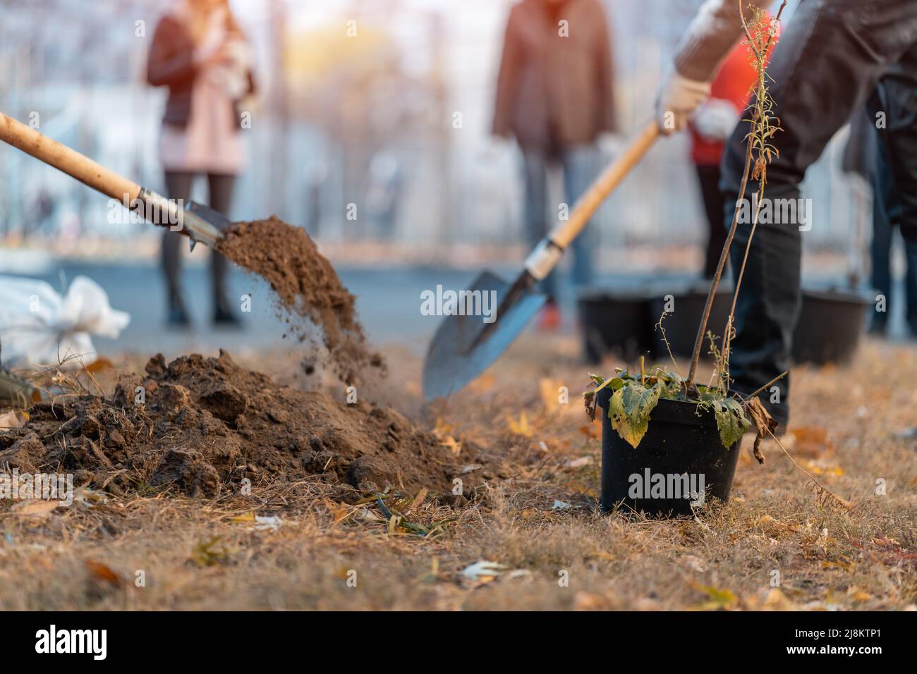 planting new trees with gardening tools or man hand with shovel digging ground Stock Photo