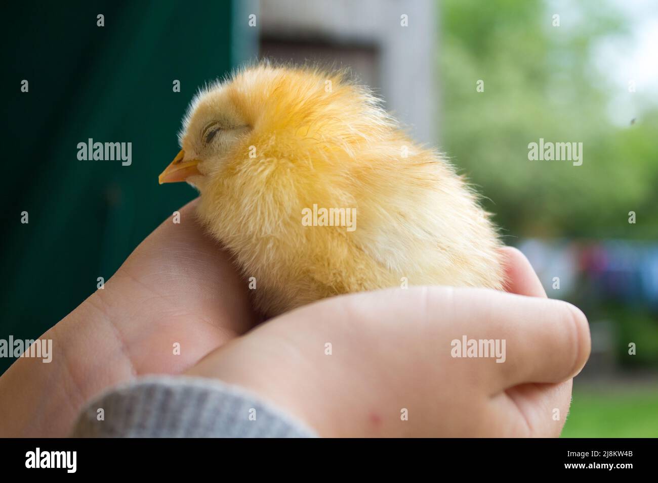 chicken on hand Stock Photo - Alamy