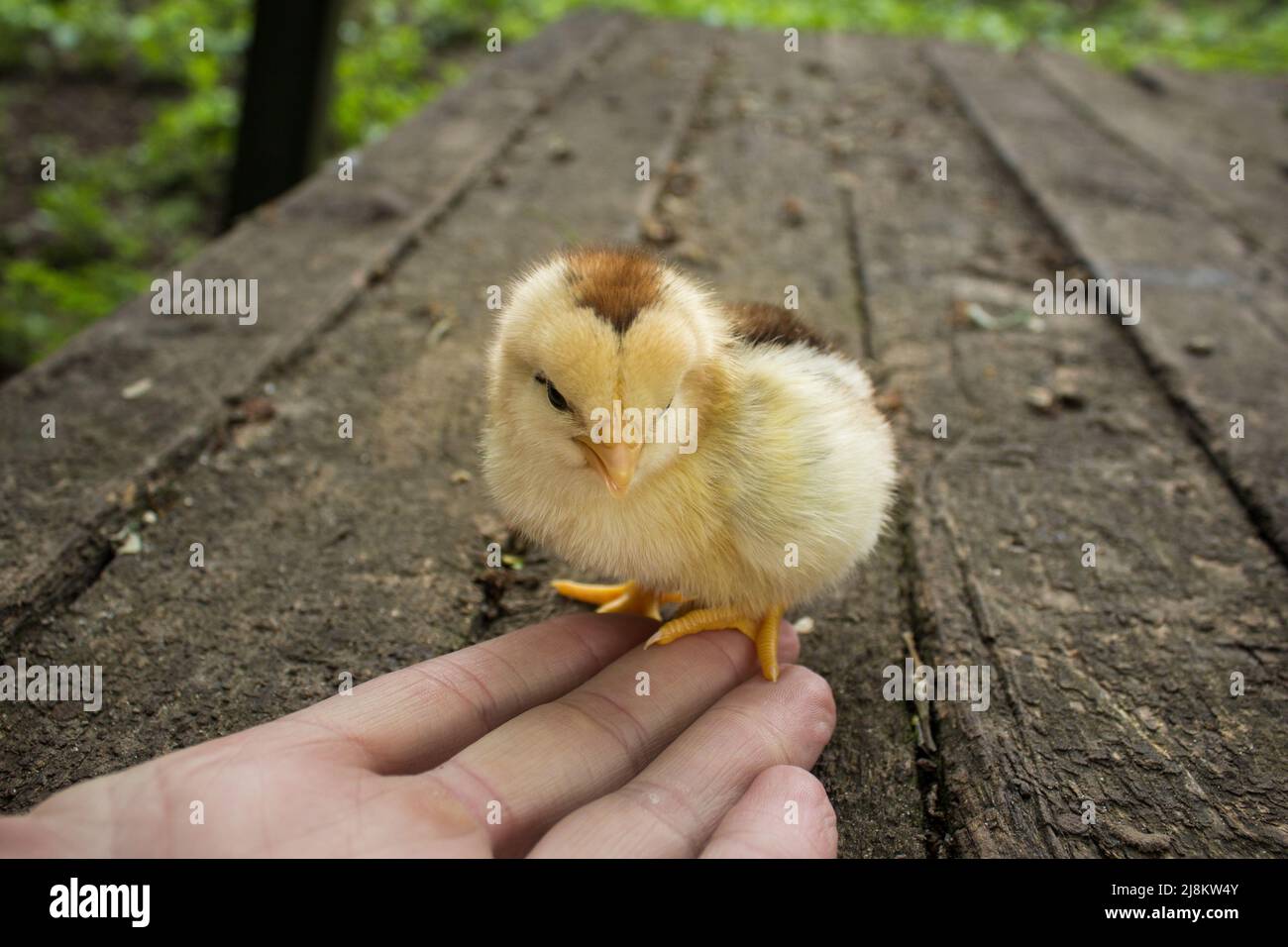 in the hands of a small chicken Stock Photo