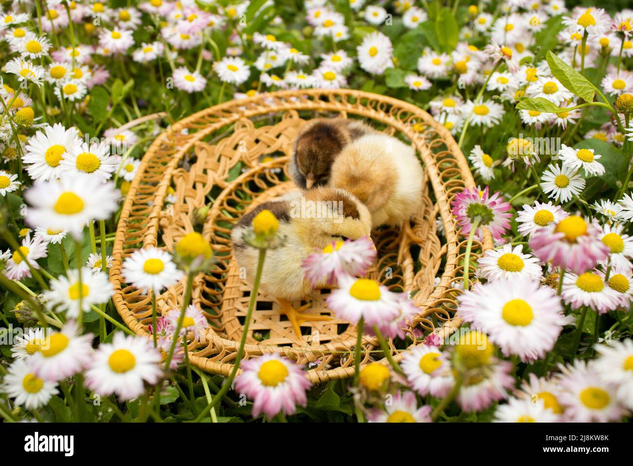 chickens in a basket Stock Photo Alamy