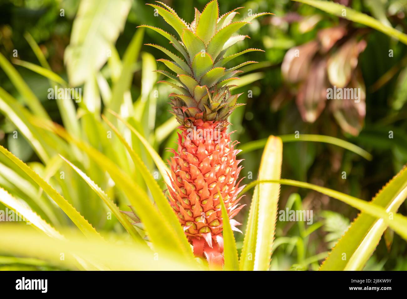 Pineapple plants growing. Pineapple tropical fruit growing in garden