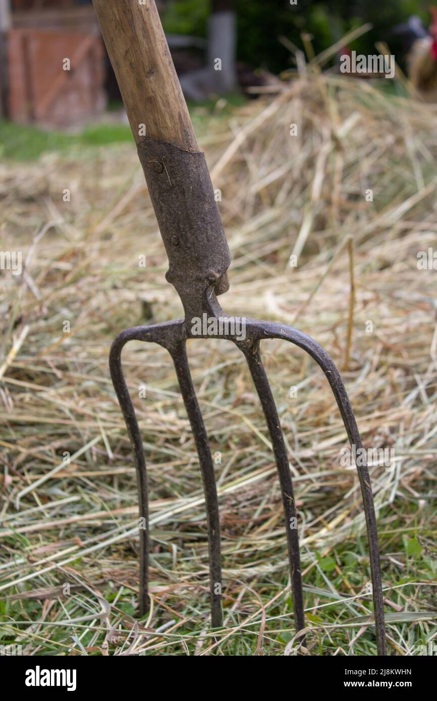 hay harvesting season, fork in the ground with hay Stock Photo Alamy