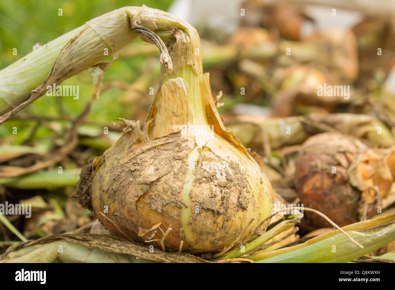 Onion harvesting hi-res stock photography and images - Alamy