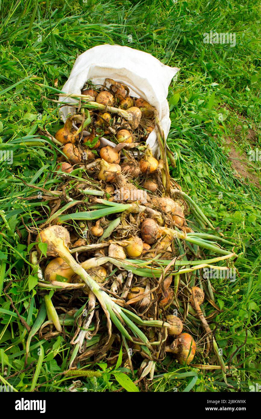 onion harvest the field Stock Photo Alamy