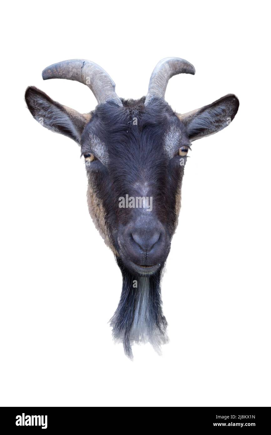 Isolated goat. Head of black goat isolated on white background Stock Photo