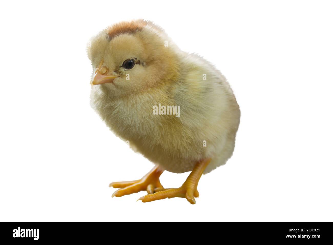 Cute little chicken isolated on white background Stock Photo