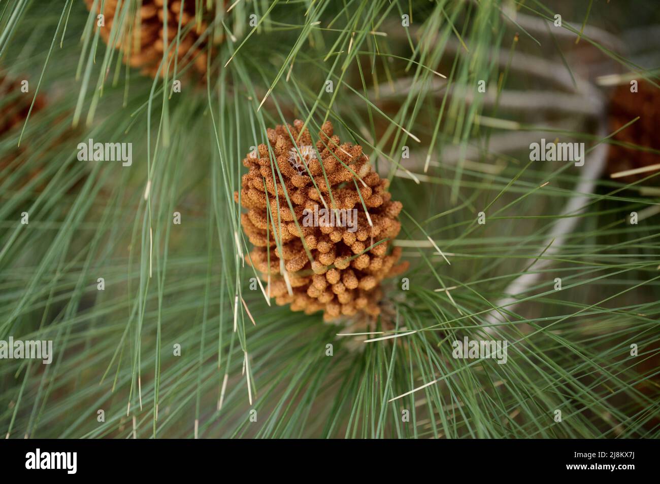 Flora of Gran Canaria -  Pinus canariensis, fire-resistant Canary pine, male cones on lower branches in April Stock Photo