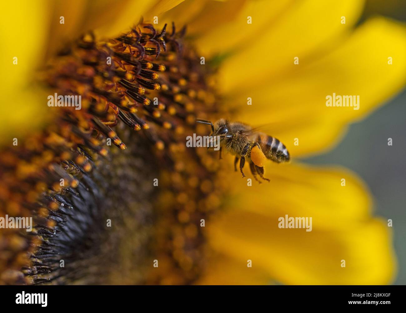 Close-up detail of a yellow sunflower hellanthus annuus with honey bee apis in flight collecting pollen Stock Photo