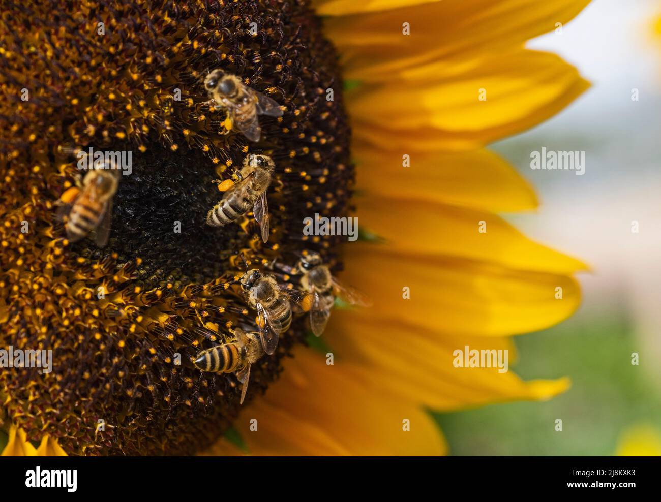 Close-up detail of a yellow sunflower hellanthus annuus honey bee apis collecting pollen in garden Stock Photo