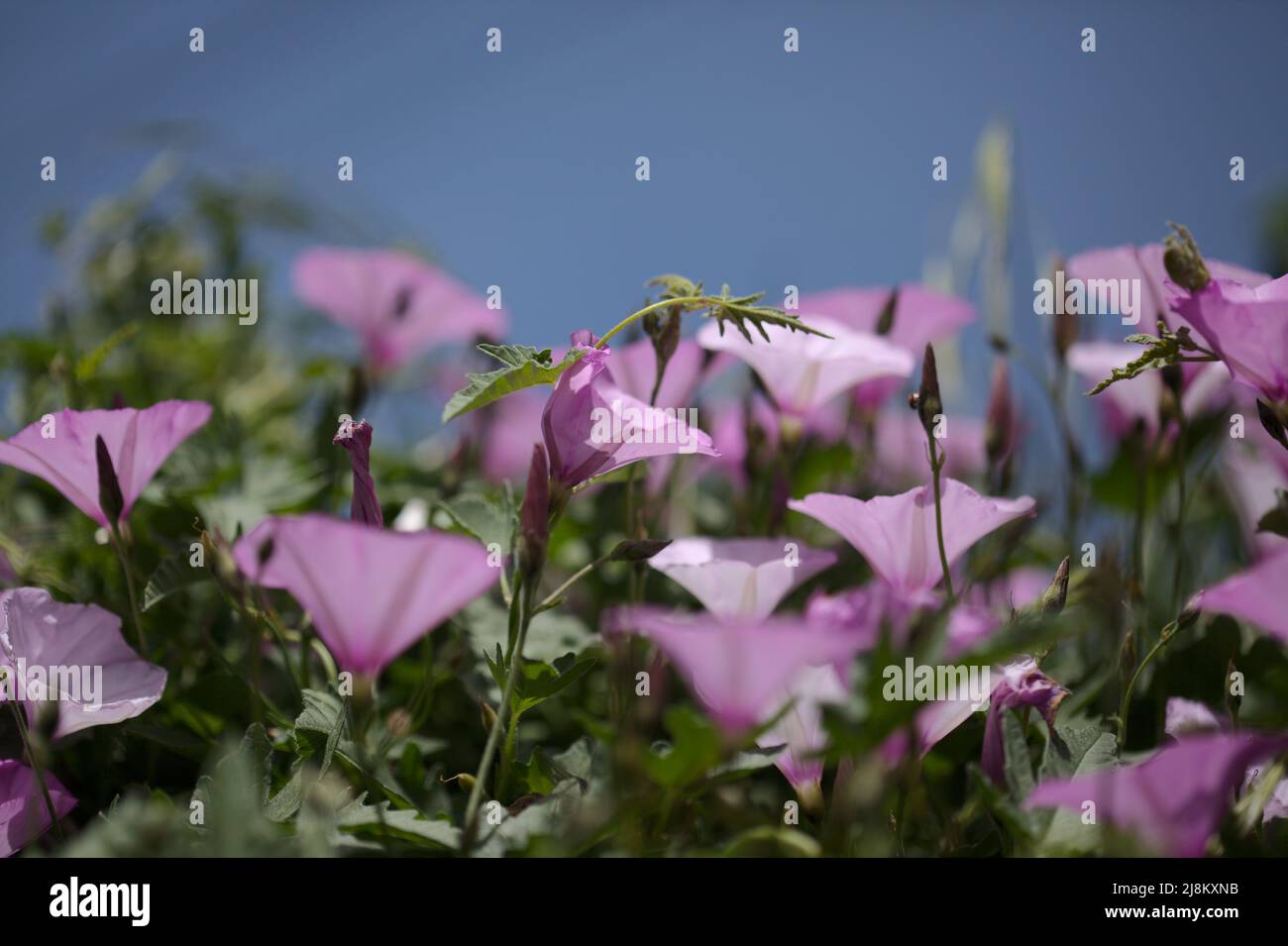 Flora of Gran Canaria - Convolvulus althaeoides, mallow bindweed, natural macro floral background Stock Photo