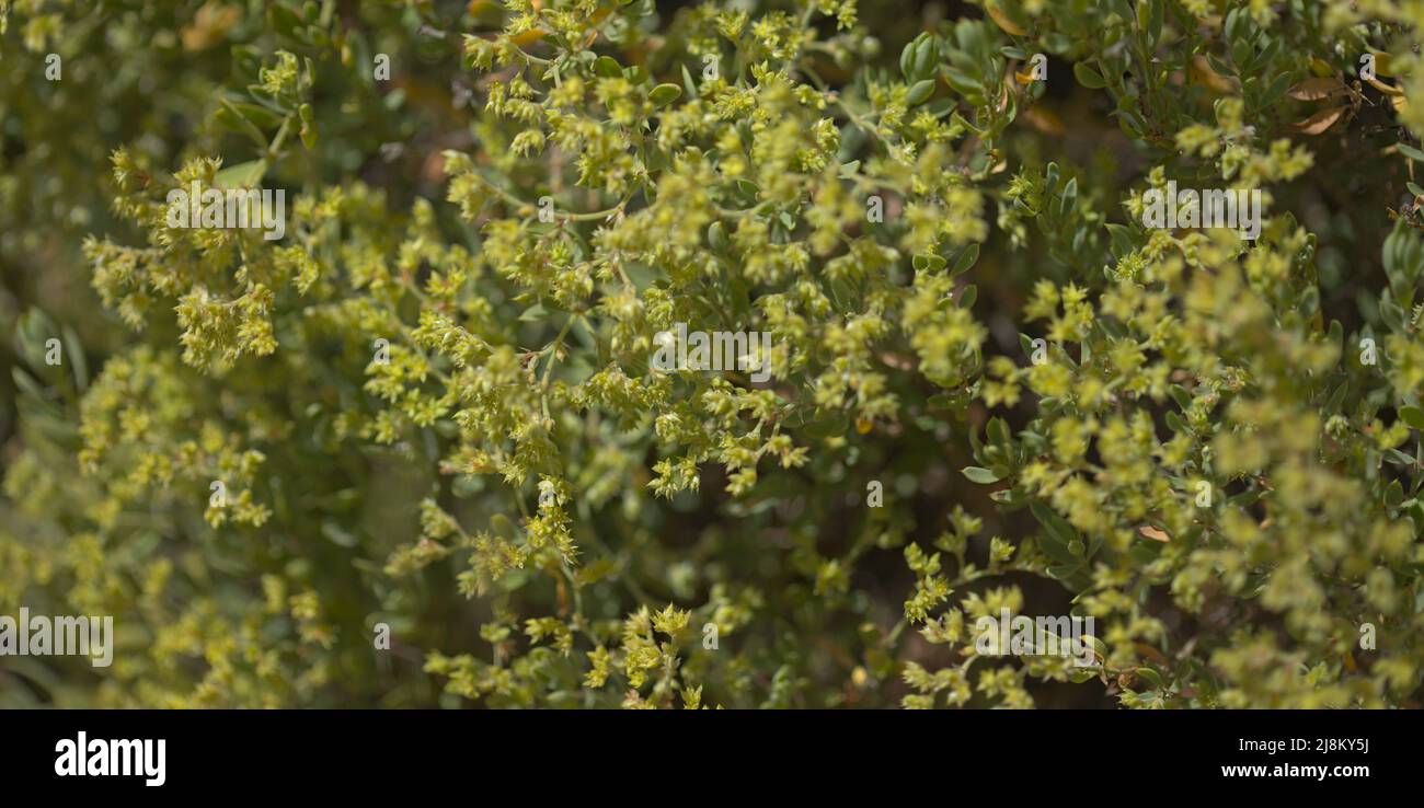 Flora of Gran Canaria - Paronychia canariensis, canarian nailwort, natural macro floral background Stock Photo