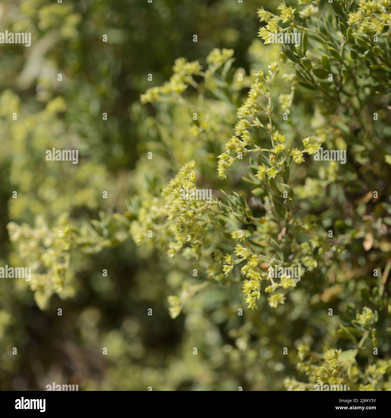 Flora of Gran Canaria - Paronychia canariensis, canarian nailwort, natural macro floral background Stock Photo