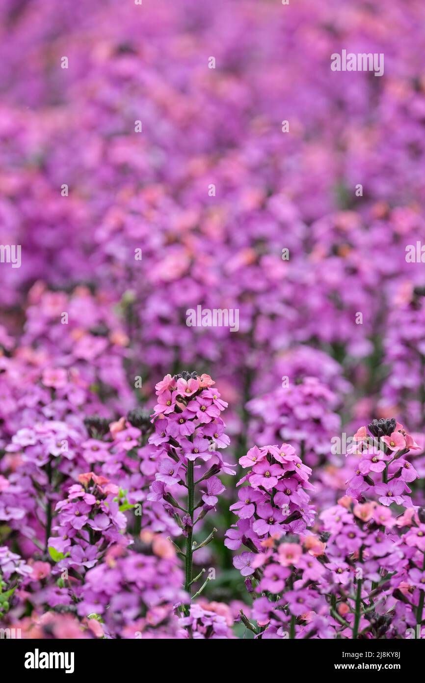 Wallflower, Erysimum linifolium Super Bowl series Compact Purple Stock Photo
