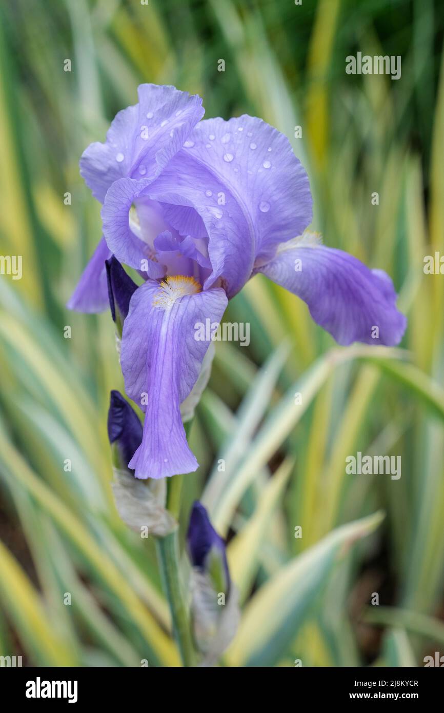 Iris pallida 'Argentea Variegata', Dalmatian iris 'Argentea Variegata'. Grey-green leaves edged with white, light blue-purple flowers. Stock Photo