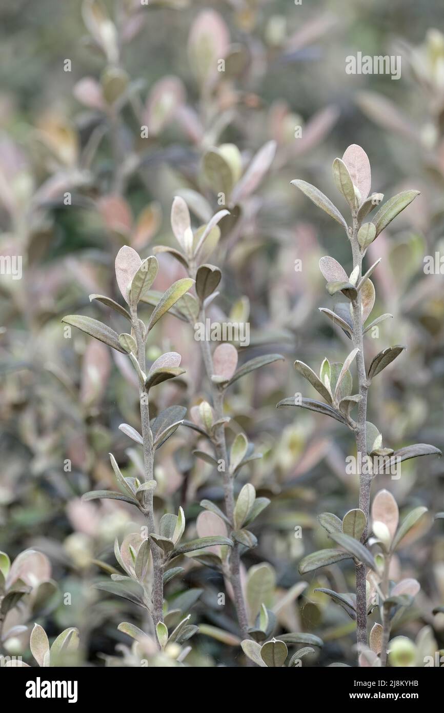 Corokia × virgata 'Frosted Chocolate', hybrid wire-netting bush 'Frosted Chocolate'. Decorative foliage, architectural plant Stock Photo