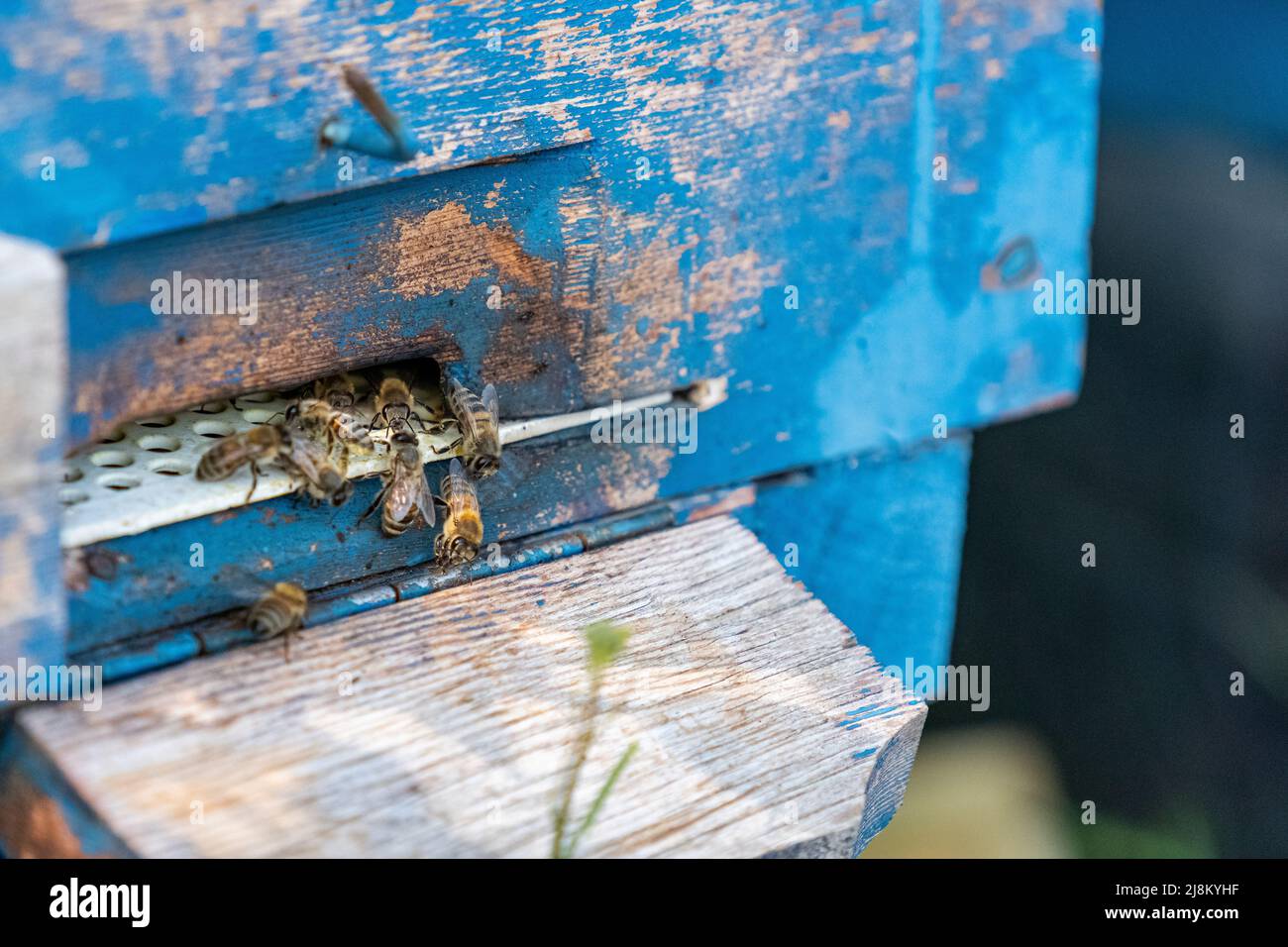 Photo of bee box Stock Photo - Alamy