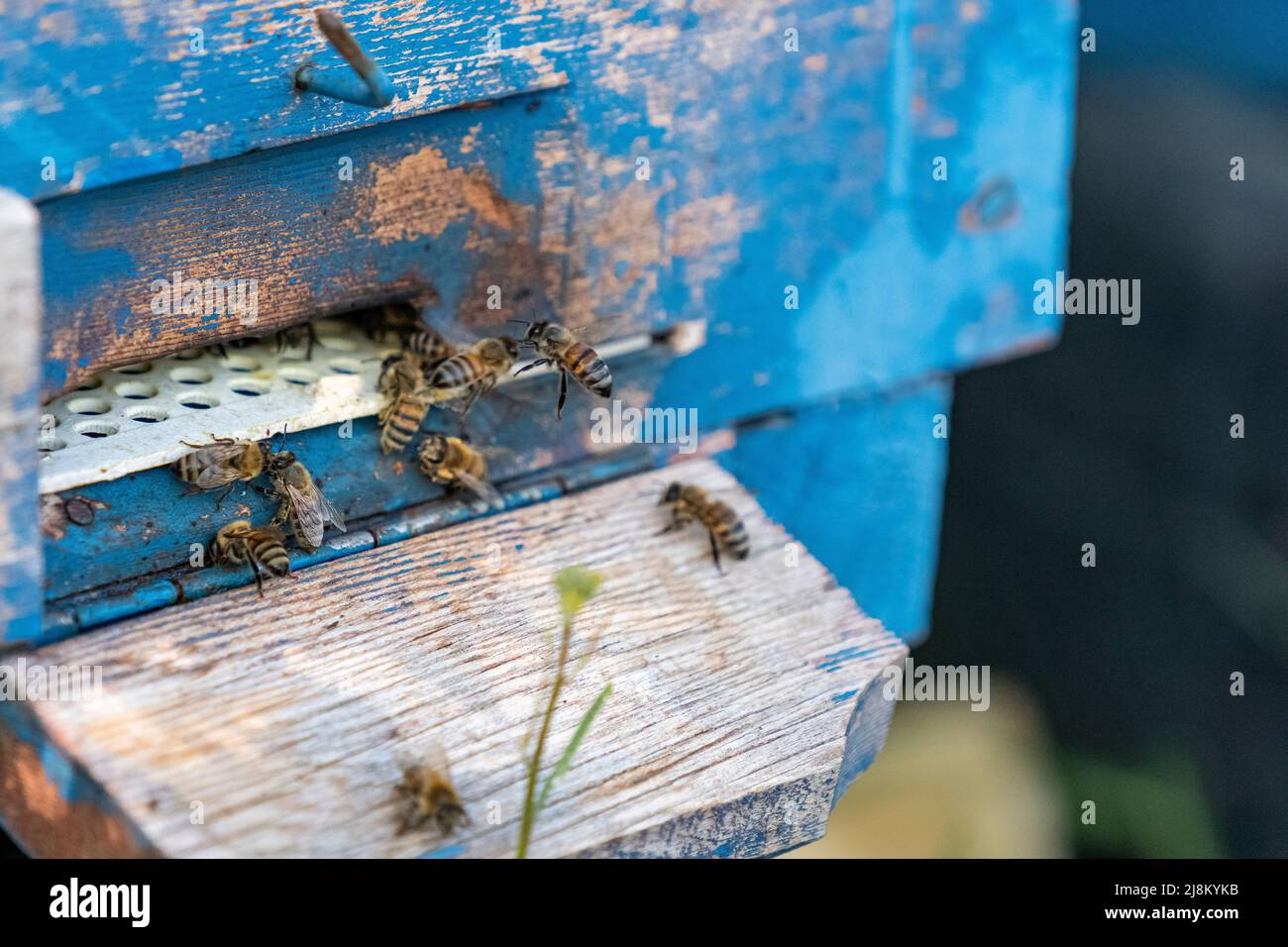 Honeybee side view hi-res stock photography and images - Alamy