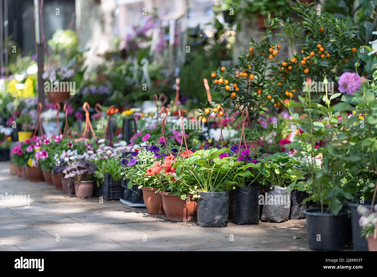 Fair of flowers in Tbilisi. Beautiful flowers and plants for home or