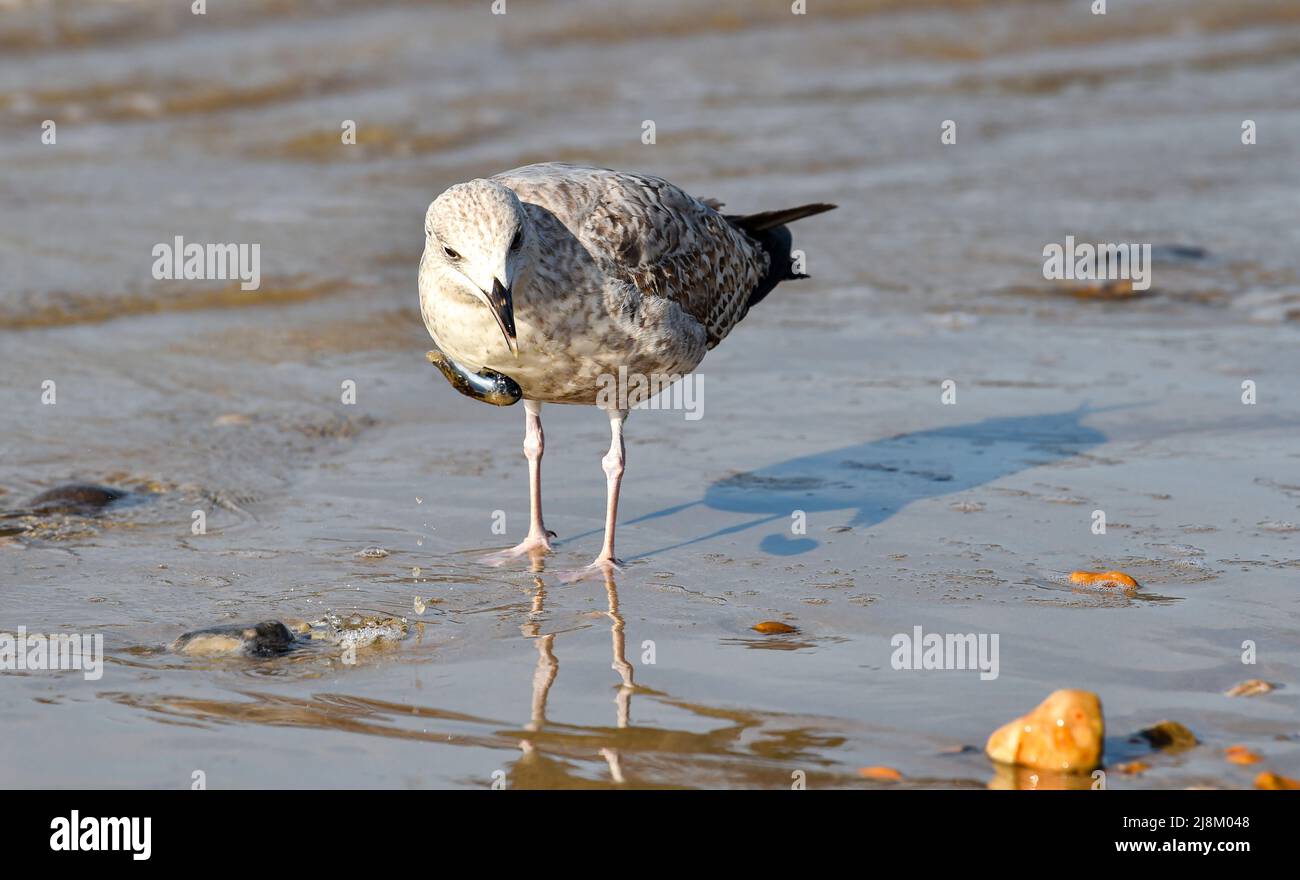 Brighton UK 17th May 2022 A young Herring Gull tries to break open a