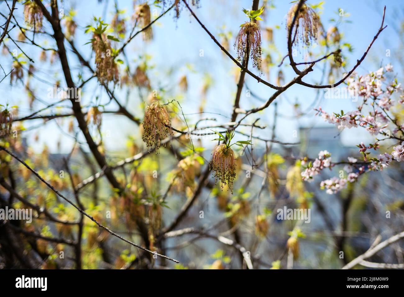 Withered boxelder maple flowers on branch outdoor. Stock Photo
