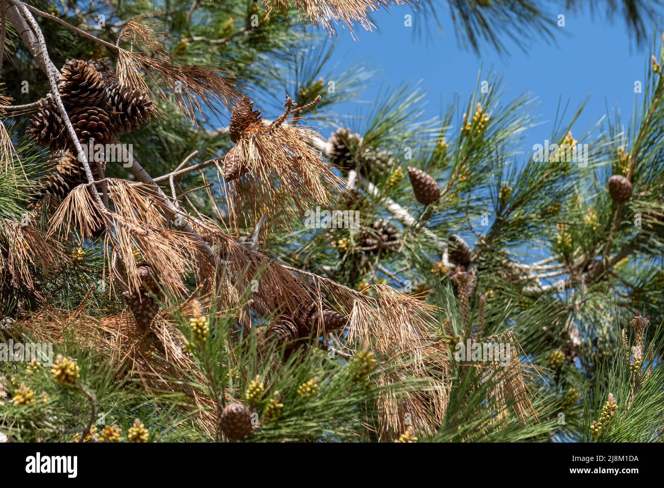 Bottom view of pine tree cones. Stock Photo