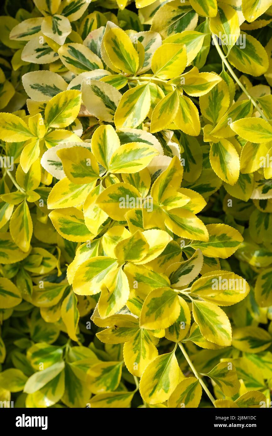 Euonymus fortunei 'Emerald 'n' Gold', spindle 'Emerald 'n' Gold'. Dwarf evergreen shrub with broadly yellow-margined leaves Stock Photo