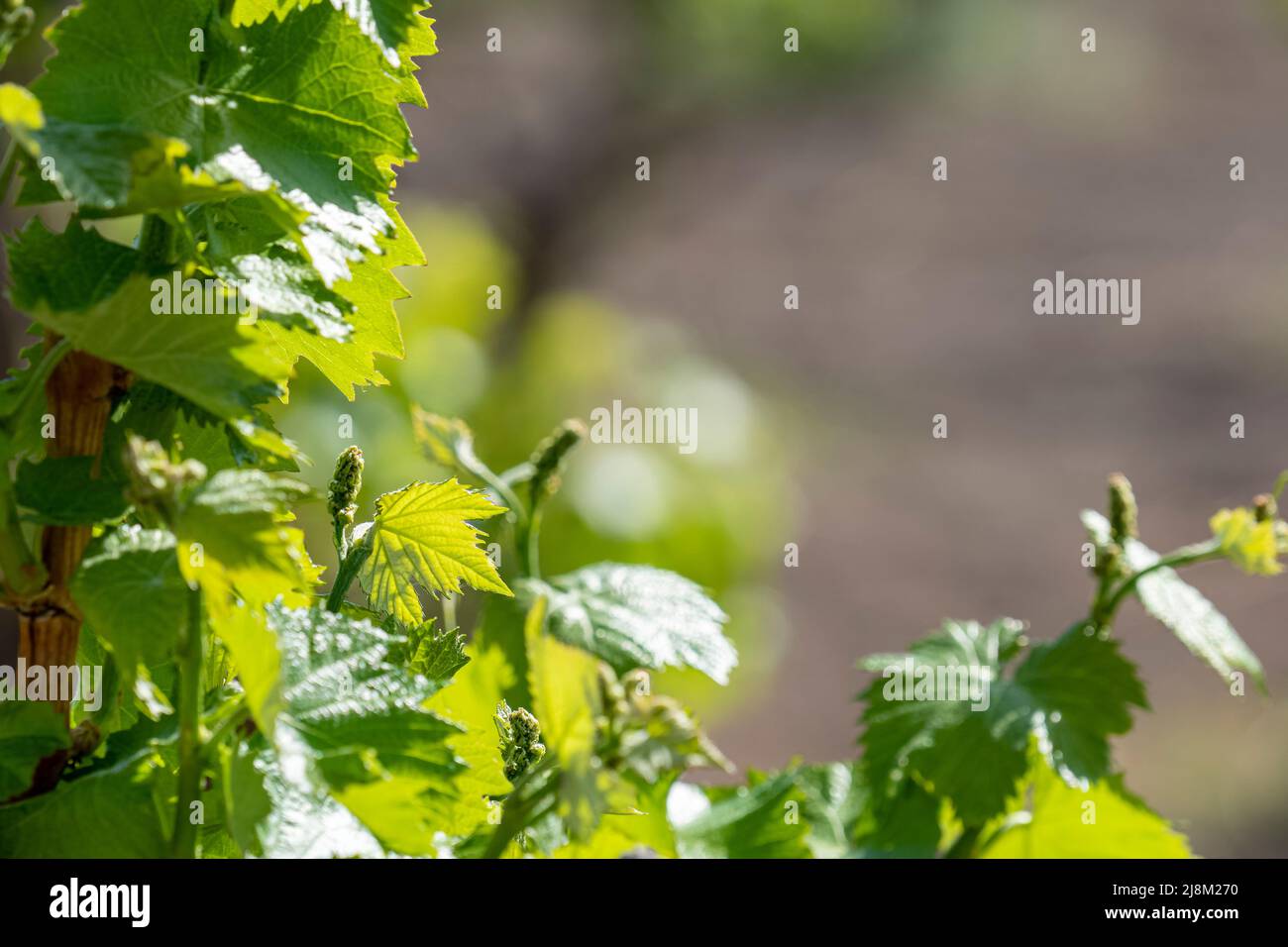 Side view of the leaves of the vine tree. Stock Photo