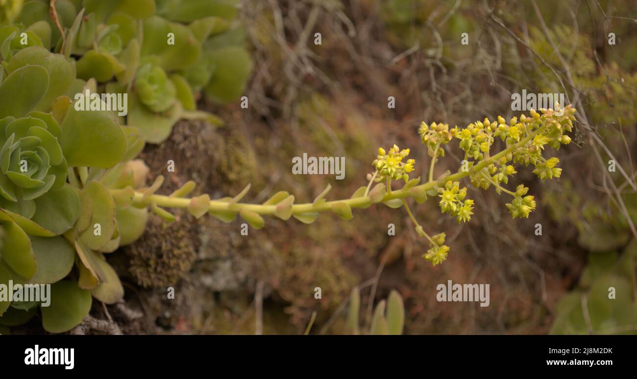 Flora of Gran Canaria - Aichryson laxum natural macro floral background Stock Photo