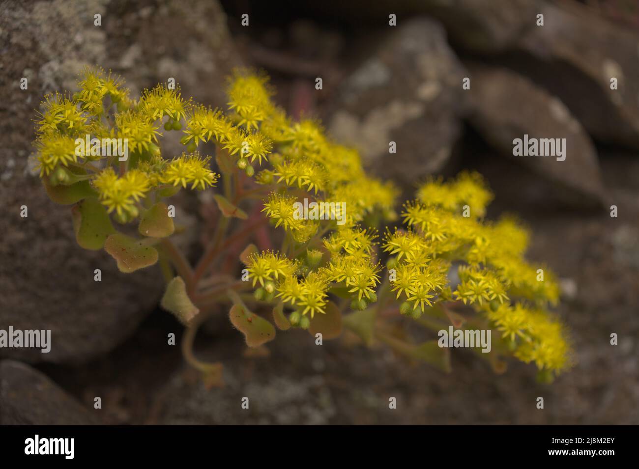 Flora of Gran Canaria - Aichryson laxum natural macro floral background Stock Photo