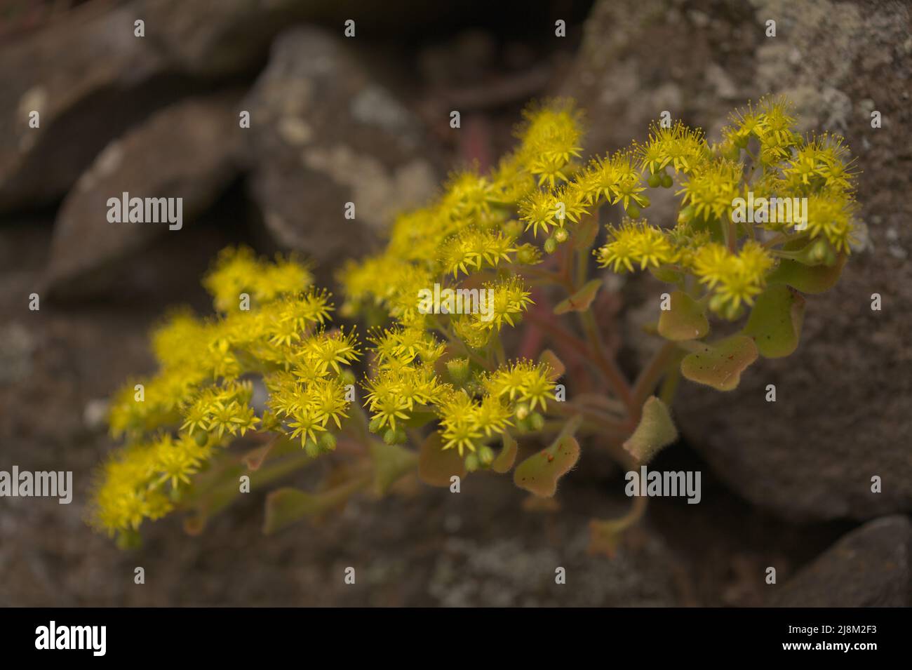 Flora of Gran Canaria - Aichryson laxum natural macro floral background Stock Photo