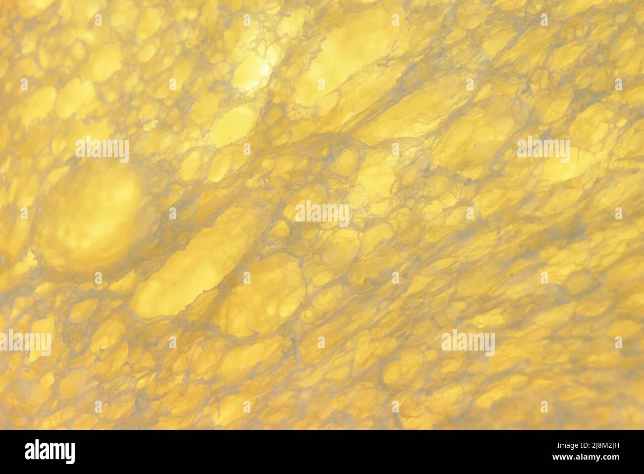 Bread structure against backlight. Close up view. Stock Photo