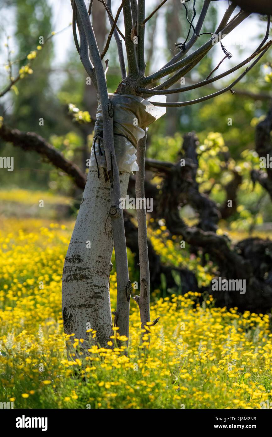 Mustard tree hires stock photography and images Alamy