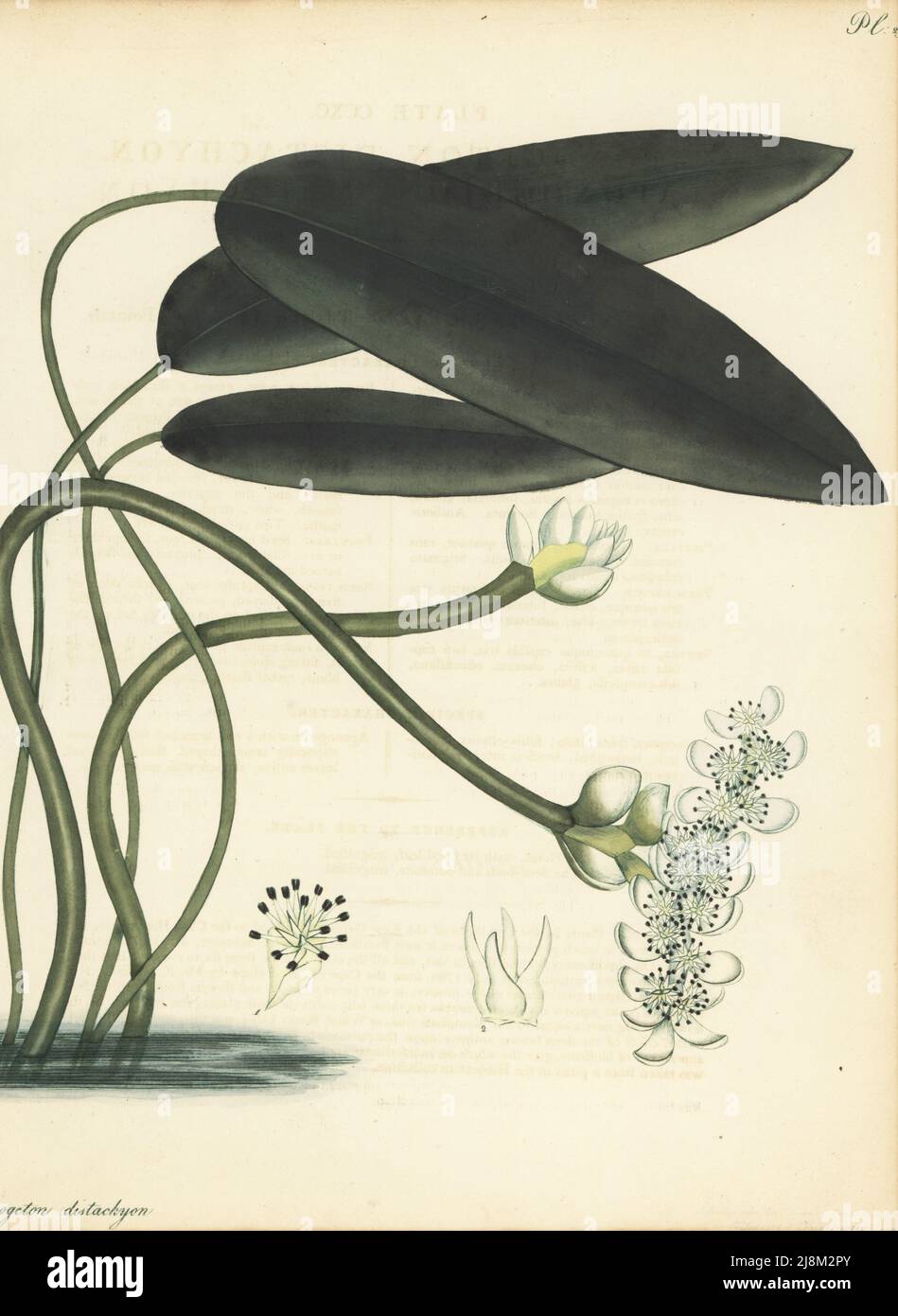 Cape-pondweed, Aponogeton distachyos. Broad-leaved aponogeton, Aponogeton distachyon. From the Cape of Good Hope, South Africa, by Scottish plant hunter Francis Masson. Copperplate engraving drawn, engraved and hand-coloured by Henry Andrews from his Botanical Register, Volume 5, self-published in Knightsbridge, London, 1803. Stock Photo