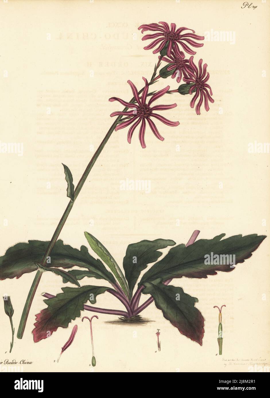 Gynura pseudochina. China-root groundsel, Senecio pseudo-china. Native ...