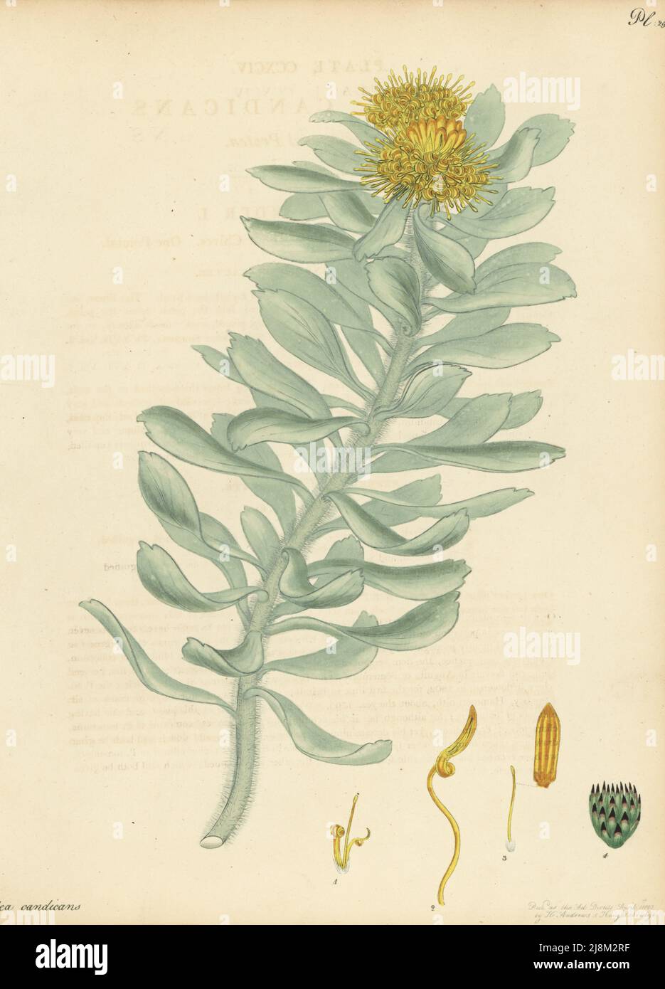 Sandveld pincushion, sandluisie or sandveldluisiesbos, Leucospermum rodolentum. Hoary-leaved protea, Protea candicans. From the Cape of Good Hope, South Africa, in the George Hibbert collection. Copperplate engraving drawn, engraved and hand-coloured by Henry Andrews from his Botanical Register, Volume 5, self-published in Knightsbridge, London, 1803. Stock Photo