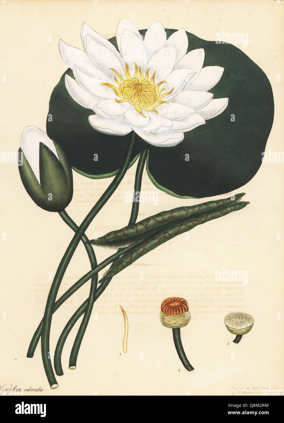 American white waterlily, Nymphaea odorata. Sweet-scented water-lily. From Virginia and Carolina, North America, introduced by William Hamilton of Philadelphia. Copperplate engraving drawn, engraved and hand-coloured by Henry Andrews from his Botanical Register, Volume 5, self-published in Knightsbridge, London, 1803. Stock Photo