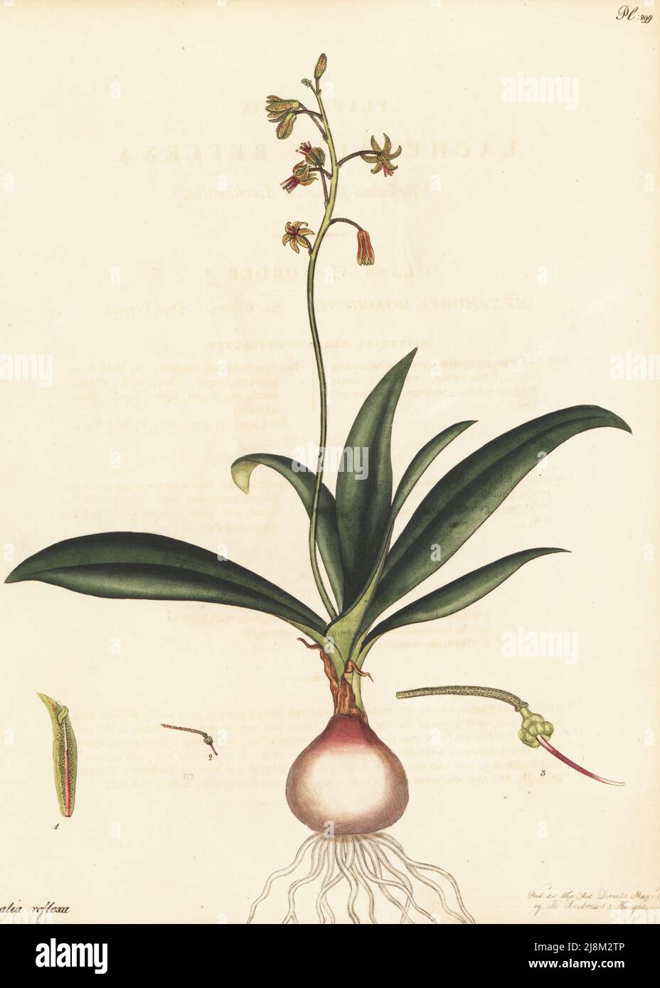 Ledebouria ovalifolia. Reflexed-flowered lachenalia, Lachenalia reflexa. From the Cape of Good Hope, South Africa, in the James Vere nursery at Kensington Gore. Copperplate engraving drawn, engraved and hand-coloured by Henry Andrews from his Botanical Register, Volume 5, self-published in Knightsbridge, London, 1803. Stock Photo