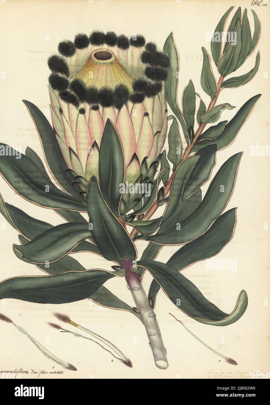 Wagon tree, waboom or blousuikerbos, Protea nitida. Large-flowered protea, waved-leaved var., Protea grandiflora var. foliis undulatis. From the Cape of Good Hope, South Africa, in the George Hibbert collection. Copperplate engraving drawn, engraved and hand-coloured by Henry Andrews from his Botanical Register, Volume 5, self-published in Knightsbridge, London, 1803. Stock Photo