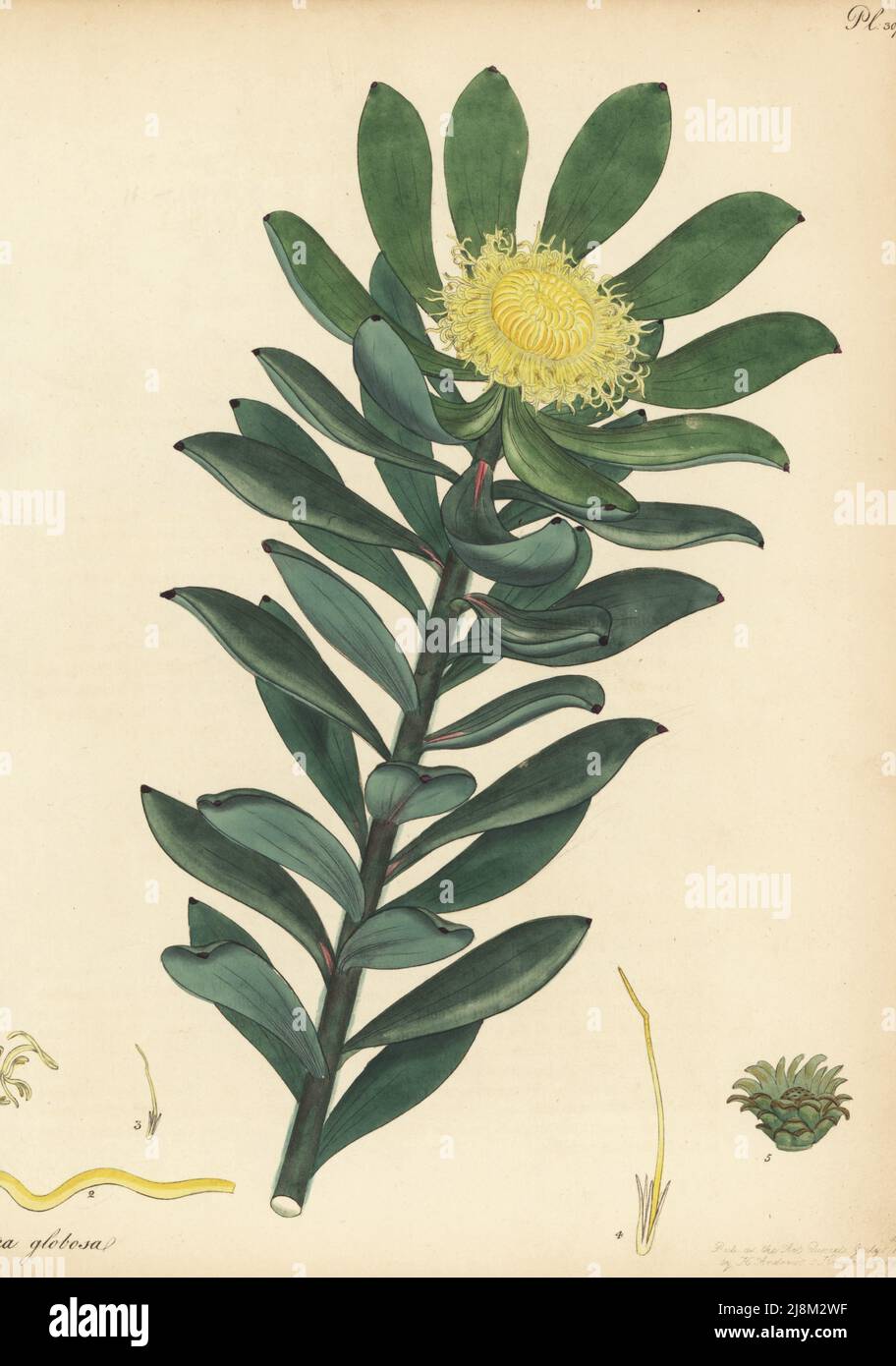 Grabouw conebush, Leucadendron globosum, critically endangered. Globe-flowered protea, Protea globosa. From the Cape of Good Hope, South Africa, in the George Hibbert collection. Copperplate engraving drawn, engraved and hand-coloured by Henry Andrews from his Botanical Register, Volume 5, self-published in Knightsbridge, London, 1803. Stock Photo