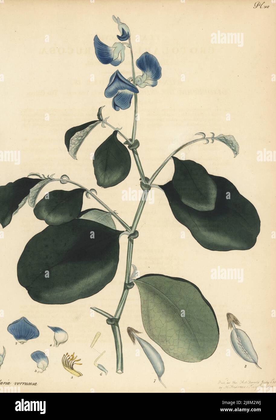 Blue rattlepod, Crotalaria verrucosa. Blue-flowered crotolaria, Crotolaria verrucosa. From the East Indies, China, India, Southeast Asia, in the garden of W.H. Irby at the Parsonage, Farnham Royal. Copperplate engraving drawn, engraved and hand-coloured by Henry Andrews from his Botanical Register, Volume 5, self-published in Knightsbridge, London, 1803. Stock Photo