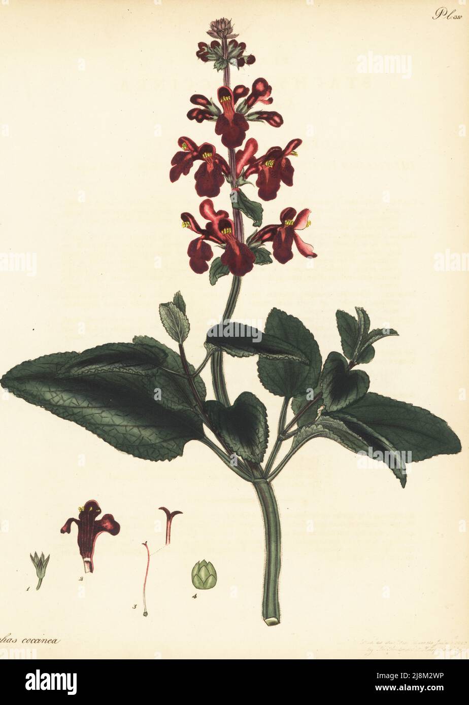 Scarlet clownheal, scarlet hedgenettle, Texas betony, Stachys coccinea. From North to South America, figured in James Vere's garden, Kensington Gore. Copperplate engraving drawn, engraved and hand-coloured by Henry Andrews from his Botanical Register, Volume 5, self-published in Knightsbridge, London, 1803. Stock Photo