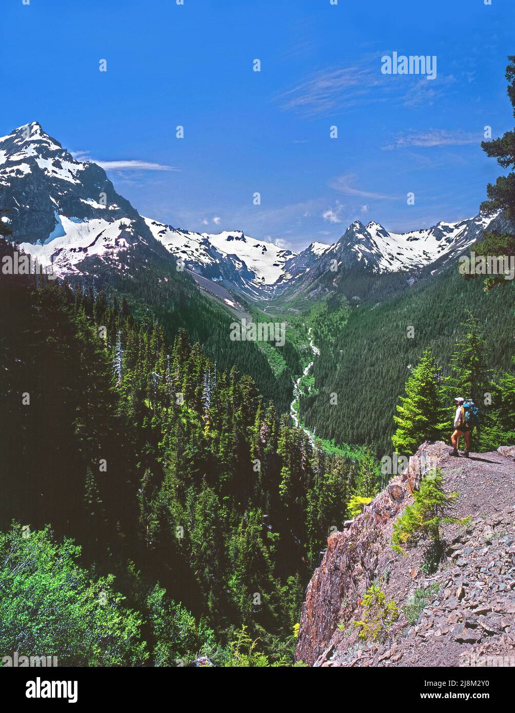 Trail to Glacier Meadows, Mt. Olympus, Olympic National Park, Washington Stock Photo