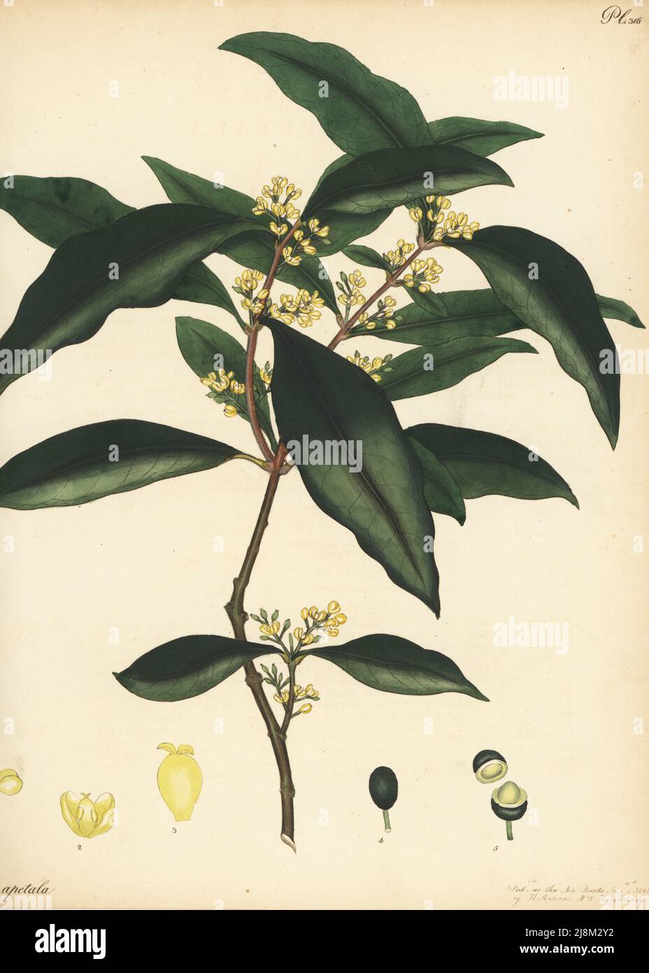 Large mock-olive or long-leaved-oliva, Notelaea longifolia. Petal-less olive, Olea apetala. From New Holland (Australia) and New Zealand, in Lee and Kennedy's Hammersmith Nursery. Copperplate engraving drawn, engraved and hand-coloured by Henry Andrews from his Botanical Register, Volume 5, self-published in Knightsbridge, London, 1803. Stock Photo